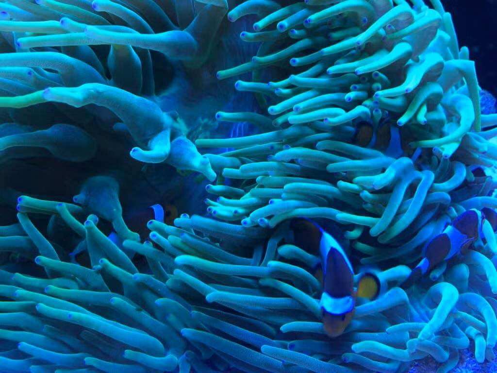 Vibrant blue-green coral reef with a clownfish swimming among the corals.